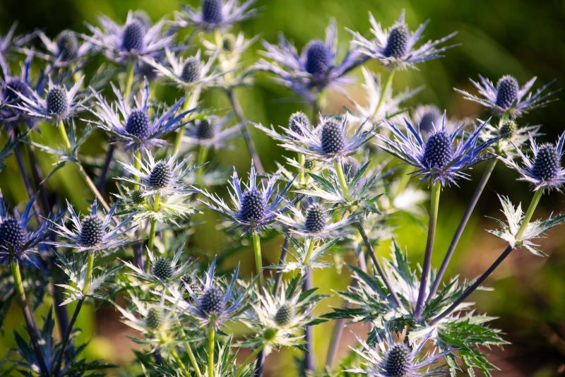 Blue Star Flowers – FlowerFantaSee