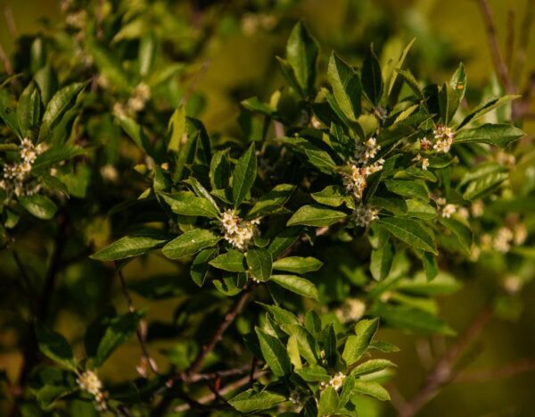 Ilex verticillata