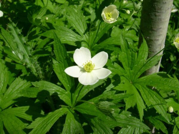 Anemone canadensis