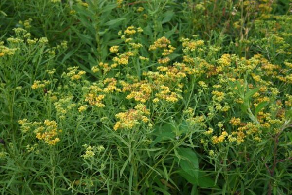 Euthamia graminifolia