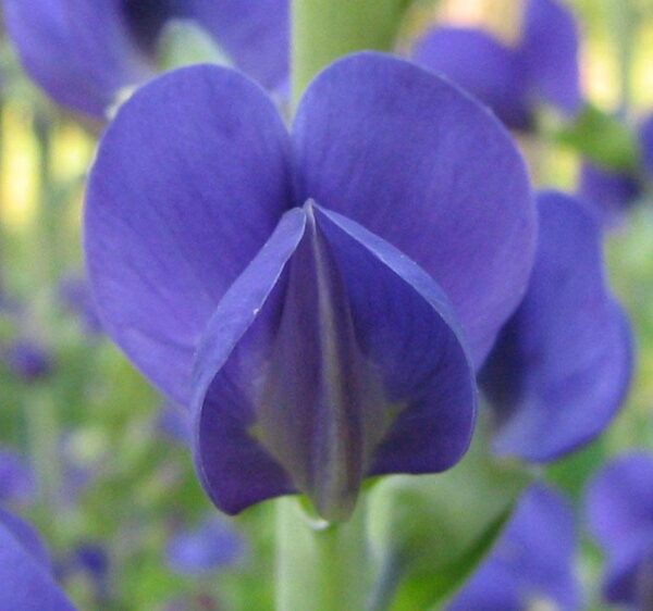 Baptisia australis