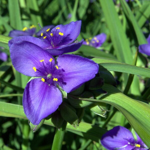 Tradescantia ohiensis