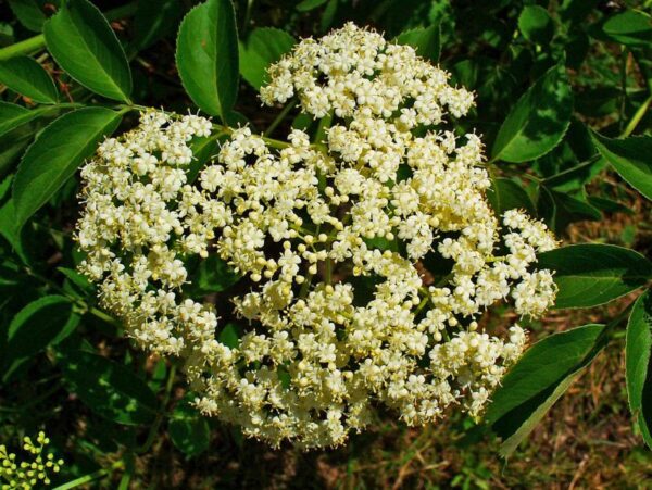 Sambucus canadensis