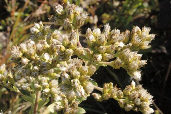 Solidago rigida