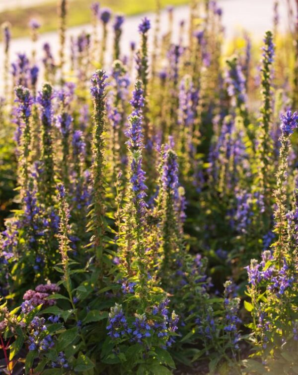 Lobelia siphilitica